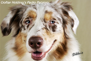 Pedro